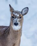 雪地中的小鹿