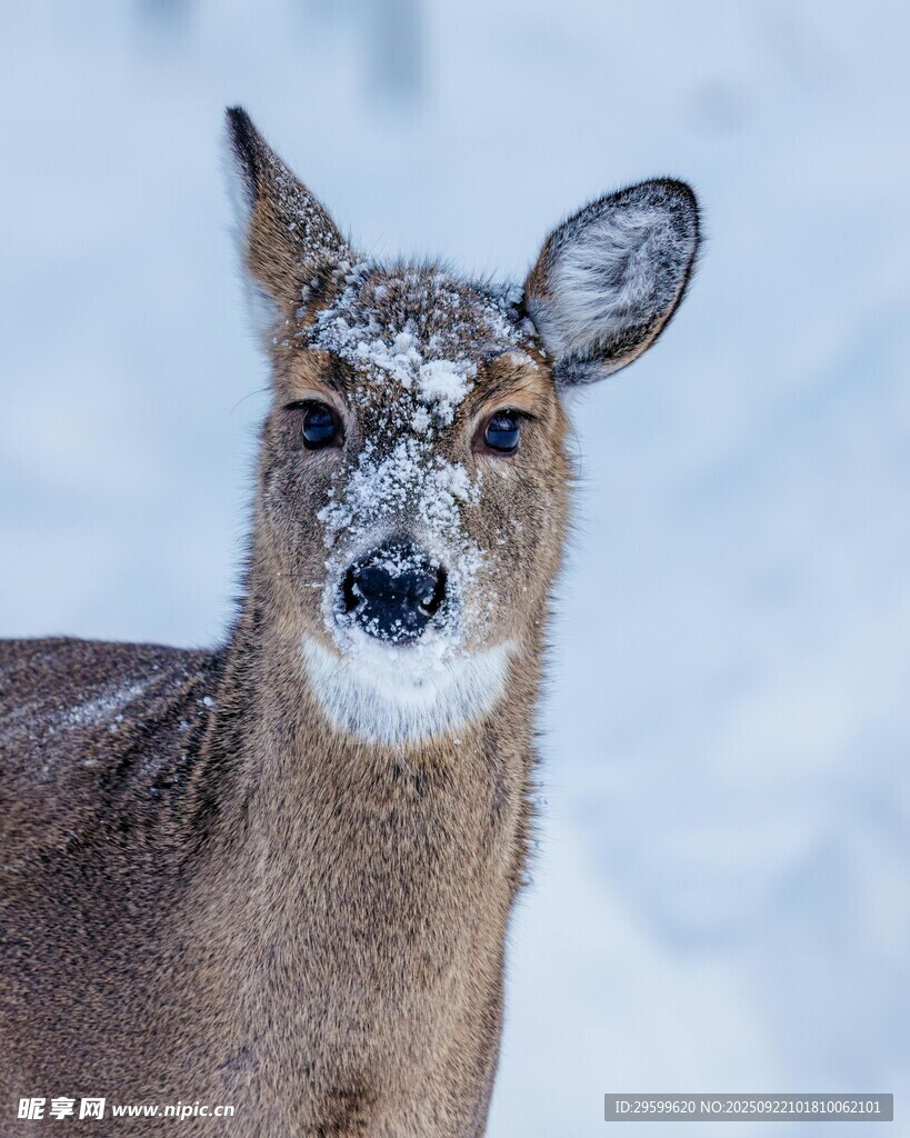 雪地中的小鹿