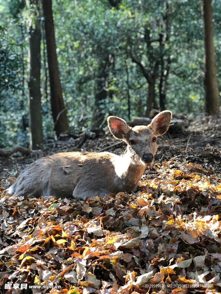 林间休憩的鹿