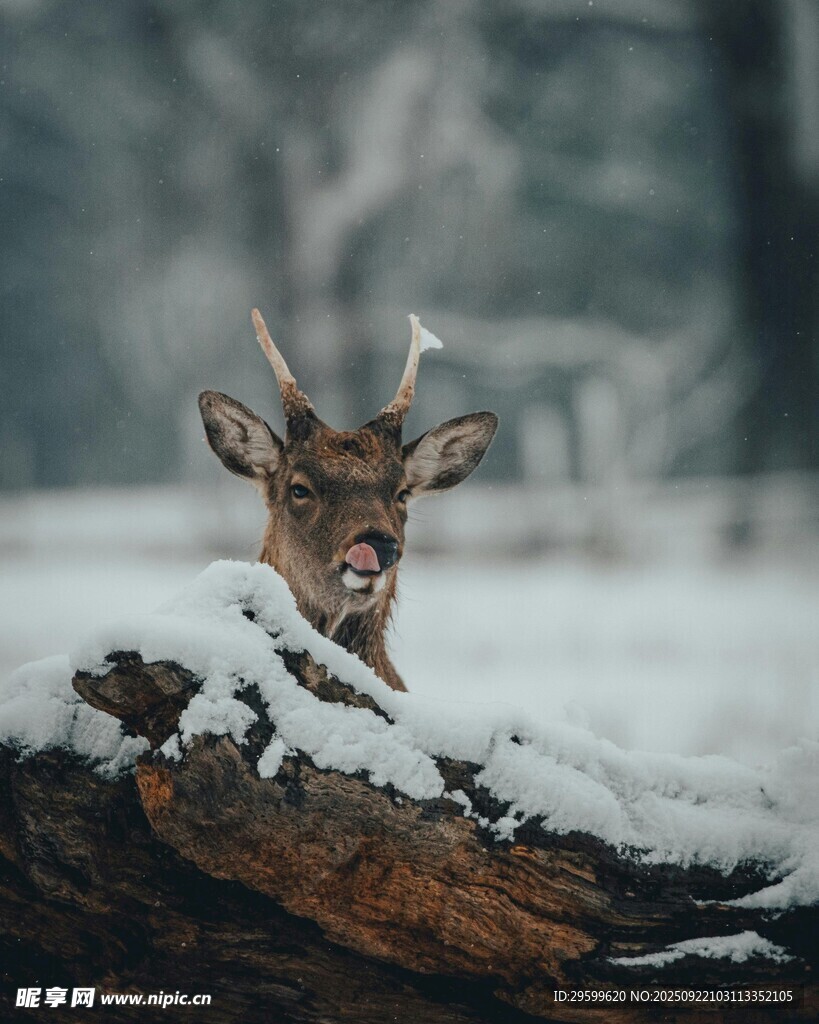 雪地中探头的小鹿
