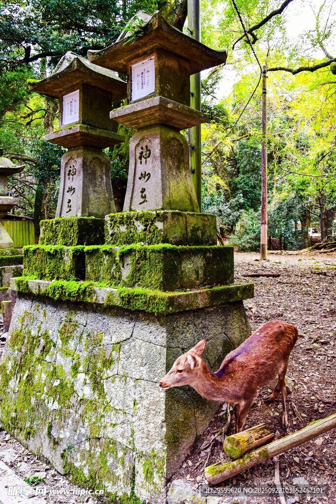 日式石灯笼与林间小鹿