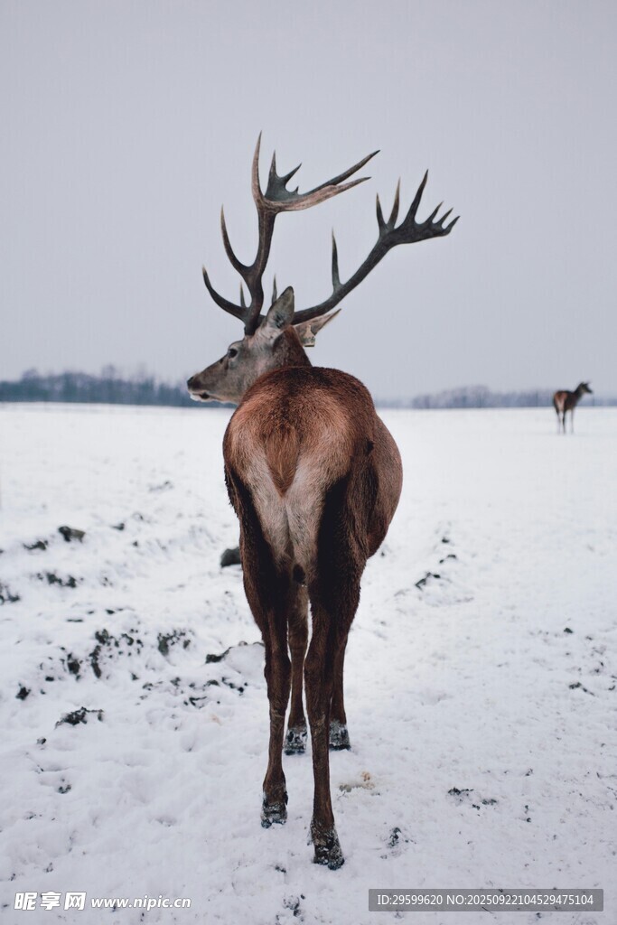 雪地中独行的壮美雄鹿