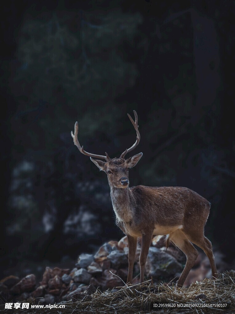 森林中站立的雄鹿