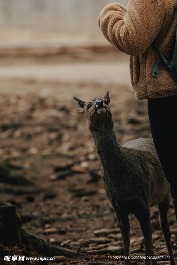 人与小鹿的温馨瞬间
