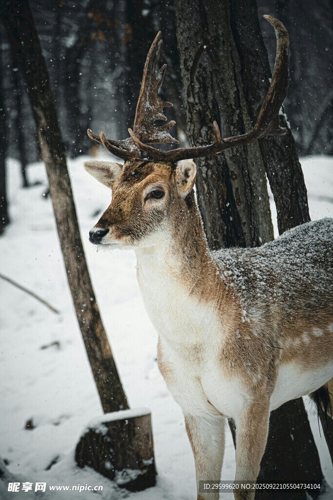雪地中站立的美丽梅花鹿