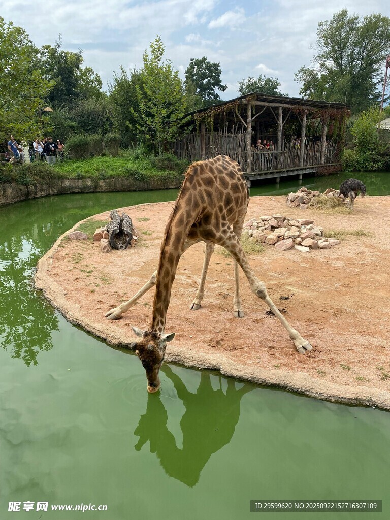 长颈鹿俯身饮水于池塘边
