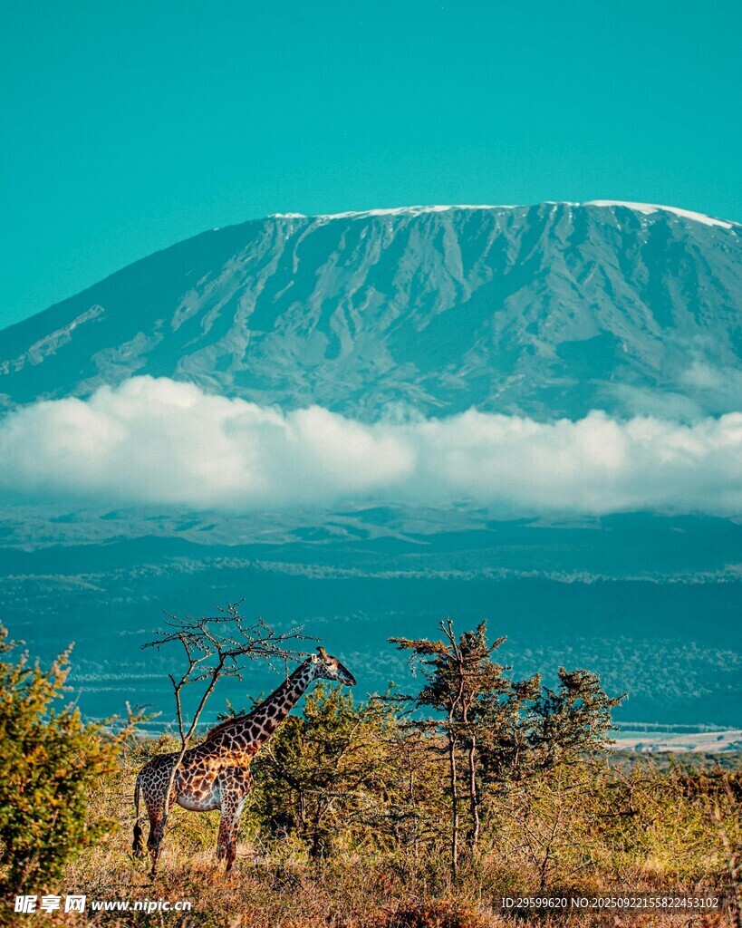 非洲草原上的长颈鹿与远山