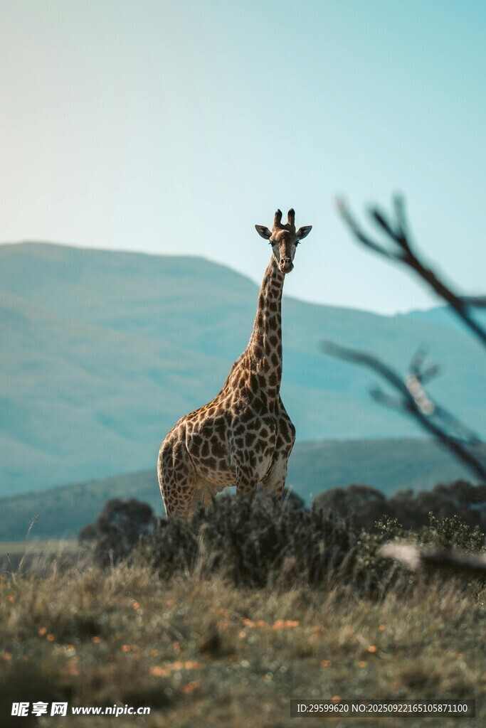 草原上的长颈鹿