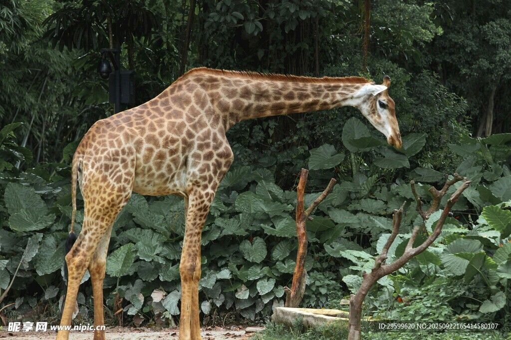 长颈鹿低头于绿植丛中