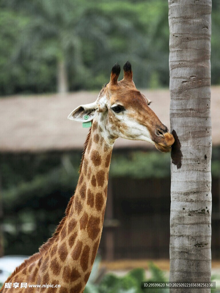 长颈鹿靠树旁