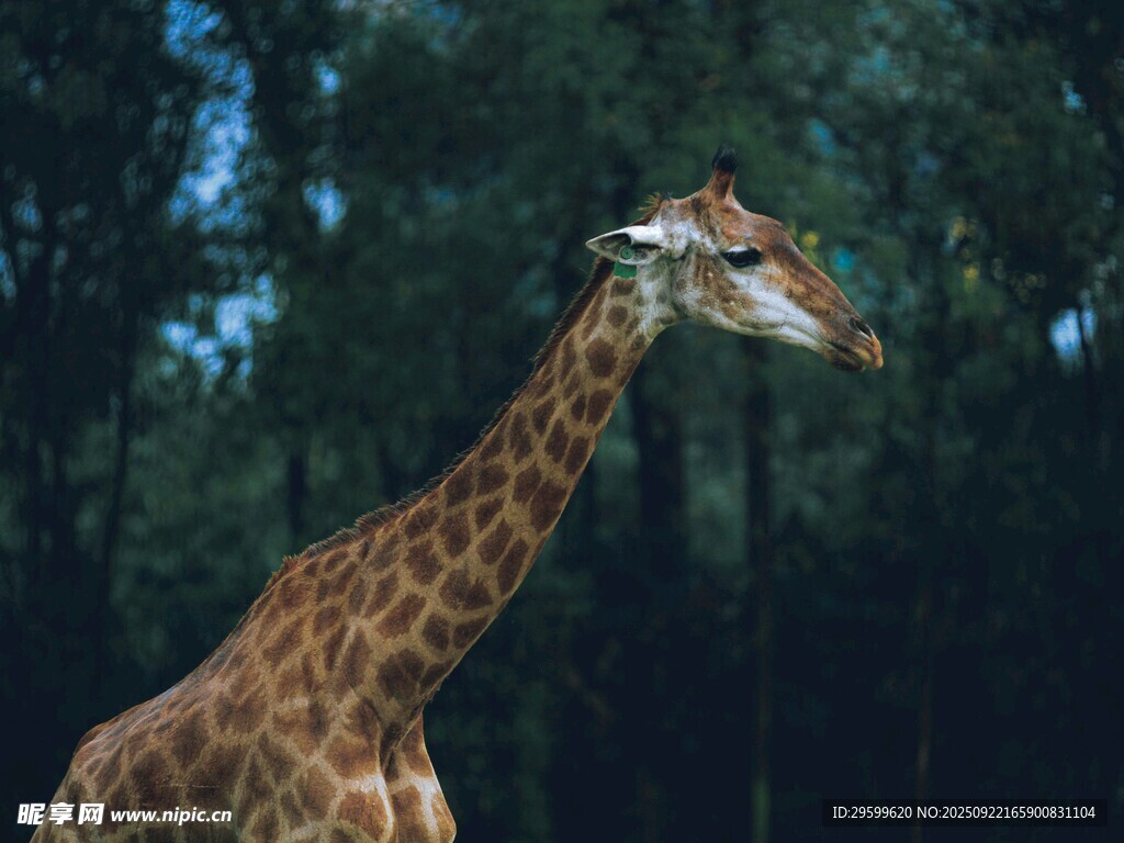 森林中的长颈鹿