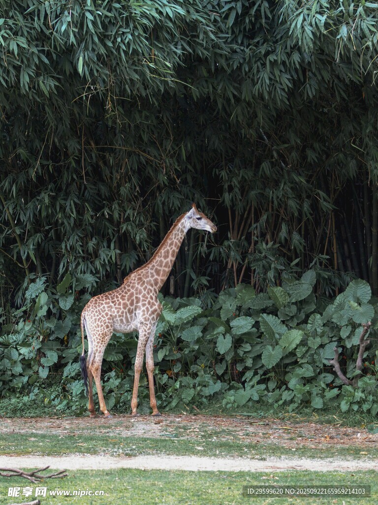 草地上站立的长颈鹿