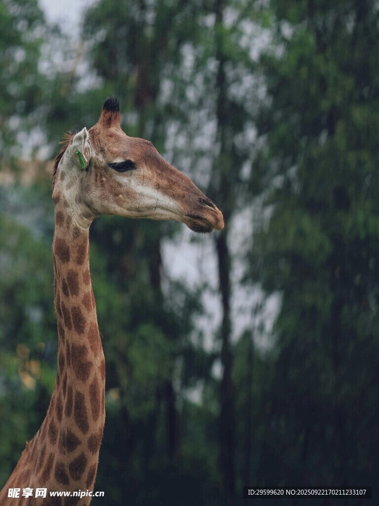 长颈鹿特写
