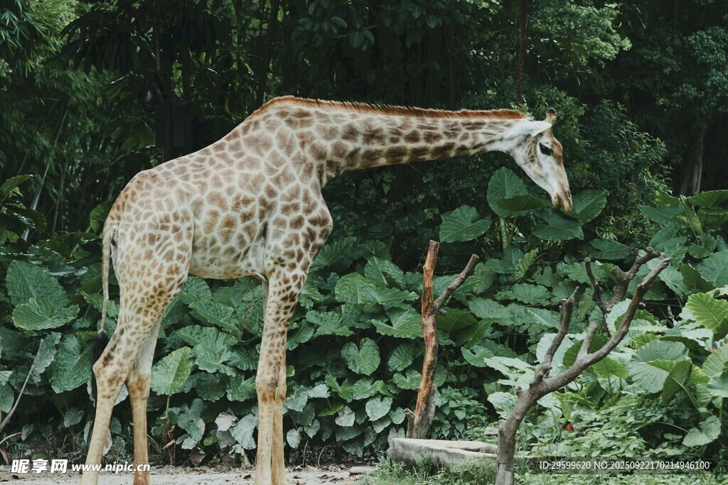 长颈鹿于绿植间低头觅食