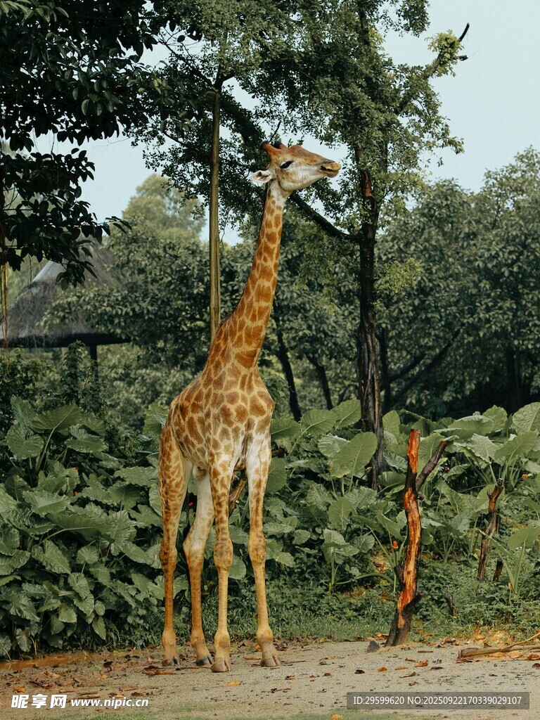 长颈鹿与小孩的温馨画面