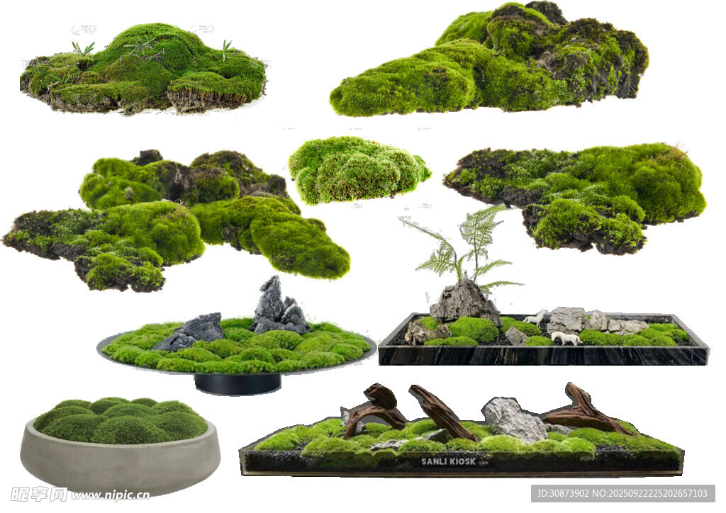 多样苔藓微景观组合