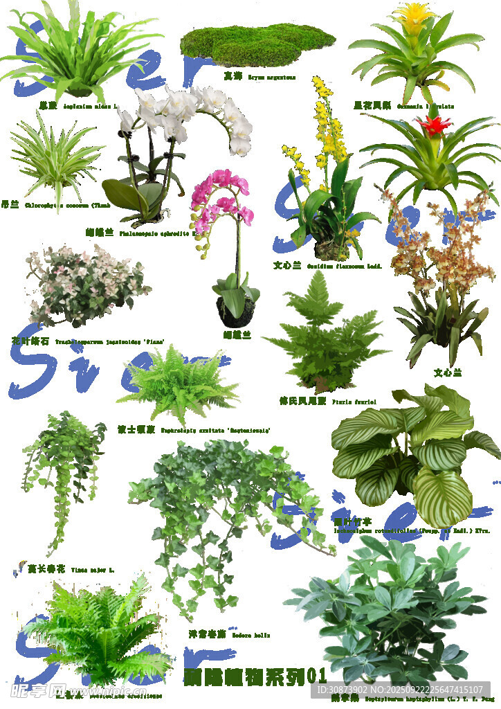 多样绿植集合