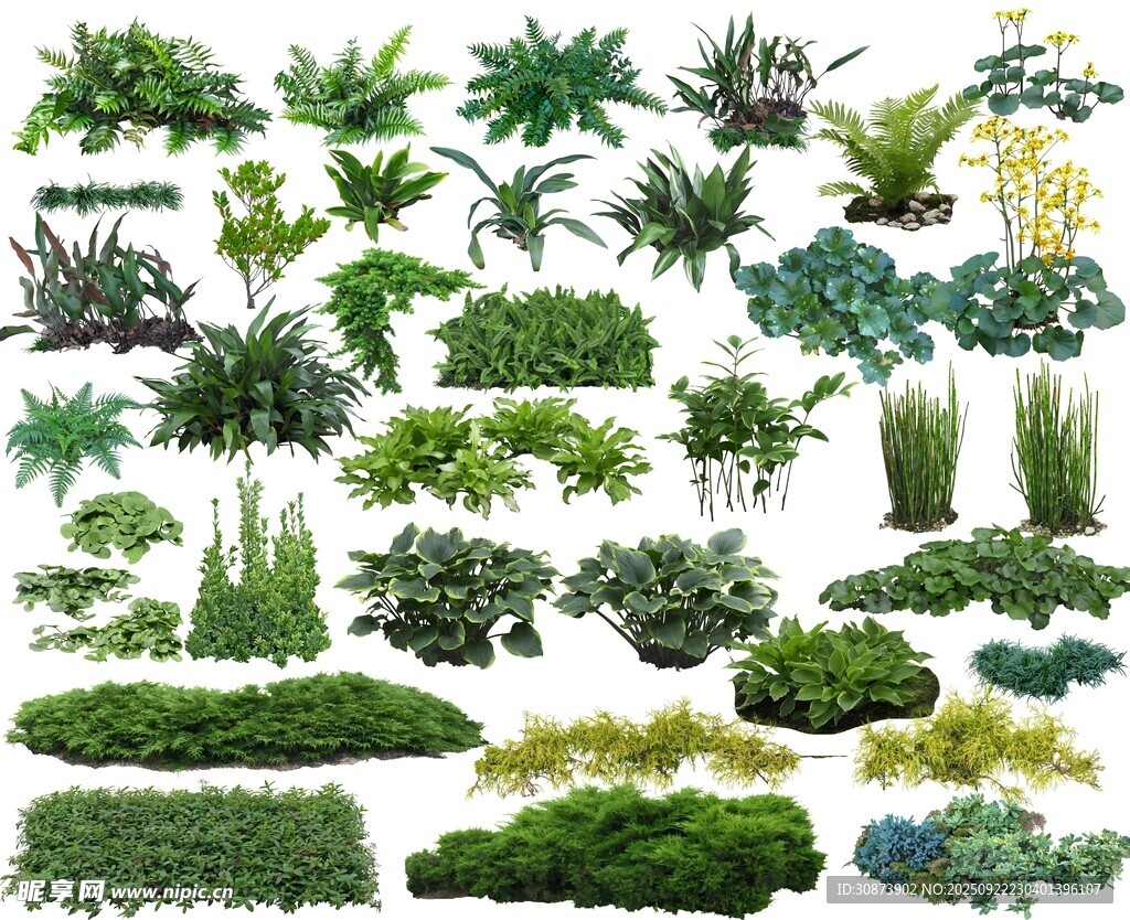 多样绿植集合