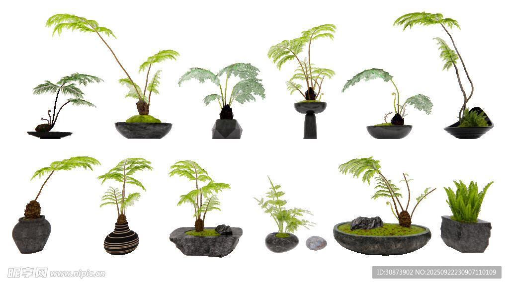 多样盆栽植物展示