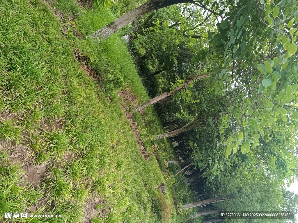 绿意盎然的林间草地