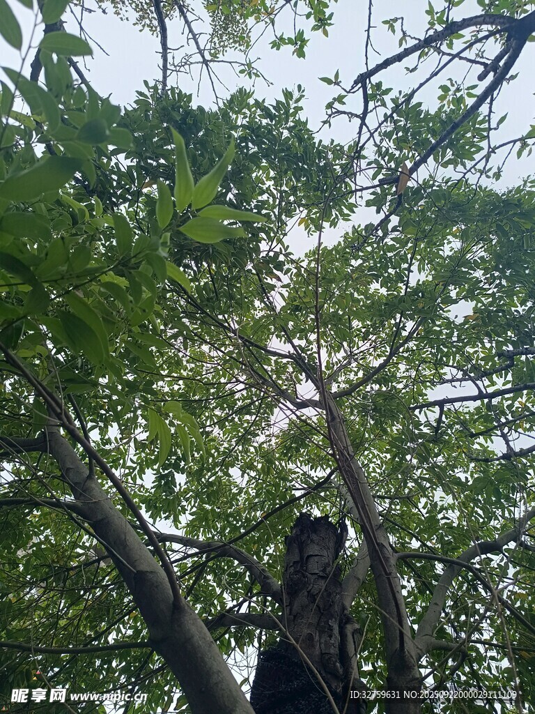 仰视繁茂绿树树冠
