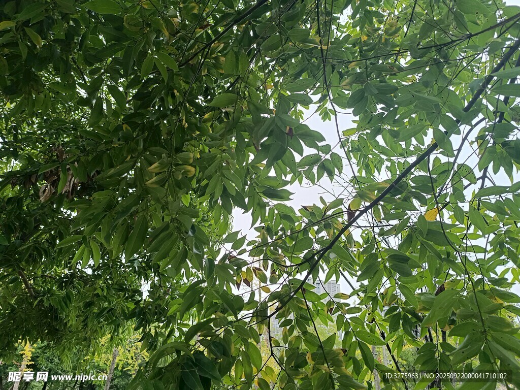 仰视茂密枝叶
