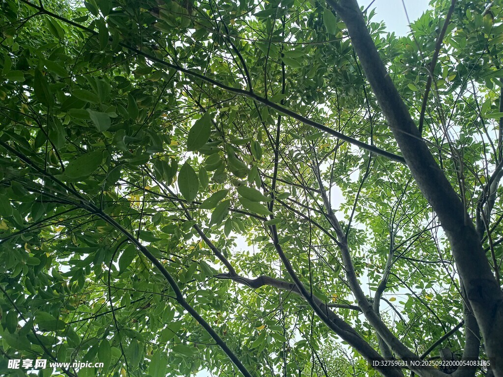 仰视繁茂绿树树冠