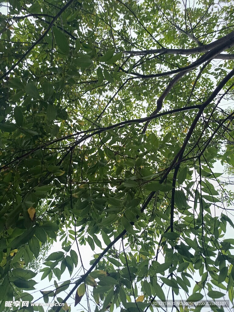 仰视茂密树枝与绿叶