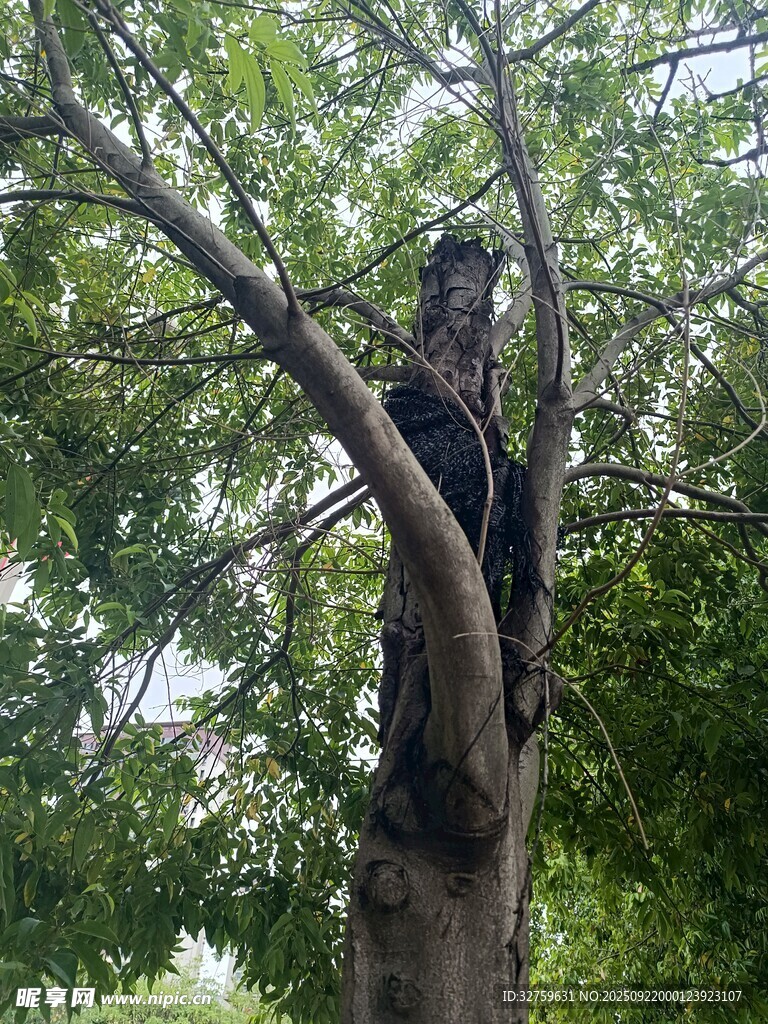 男子攀爬大树