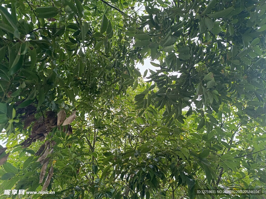 仰视繁茂绿树树冠