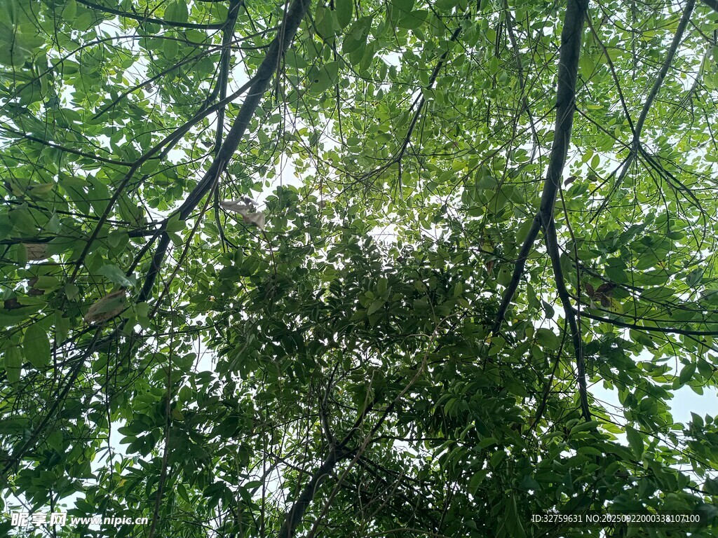 透过枝叶洒下的斑驳阳光