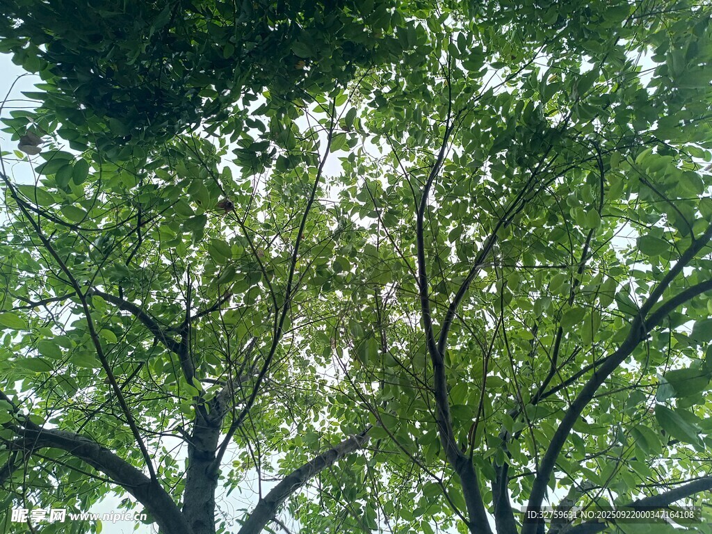 仰视繁茂绿树树冠