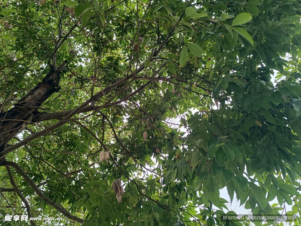繁茂绿树间的光影景致