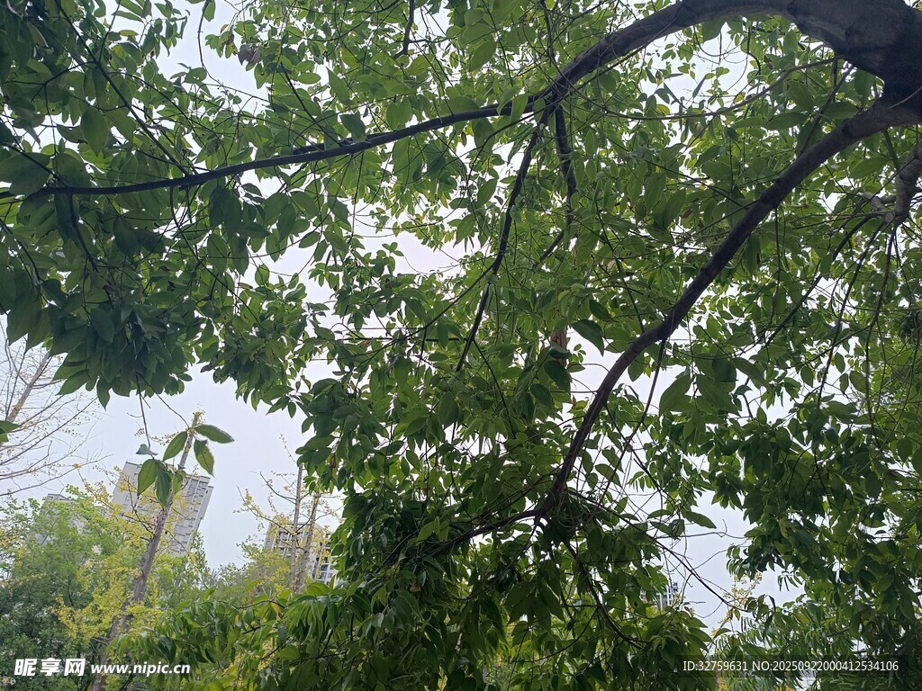 繁茂绿树间的自然景致