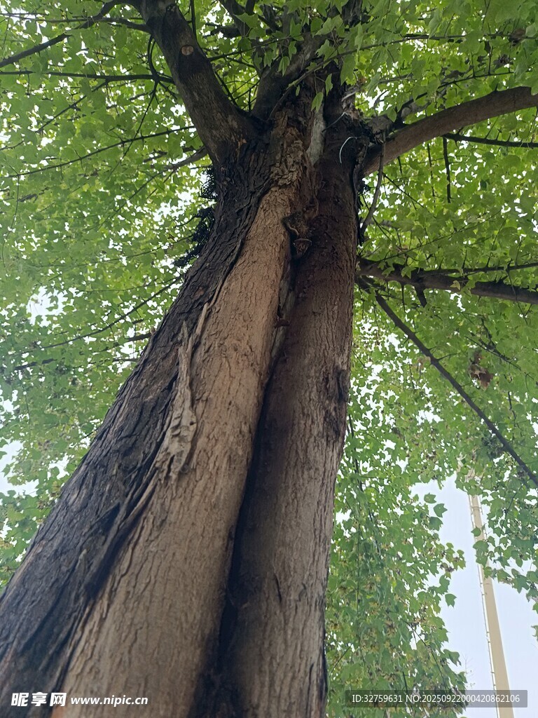 高大挺拔的古老银杏树