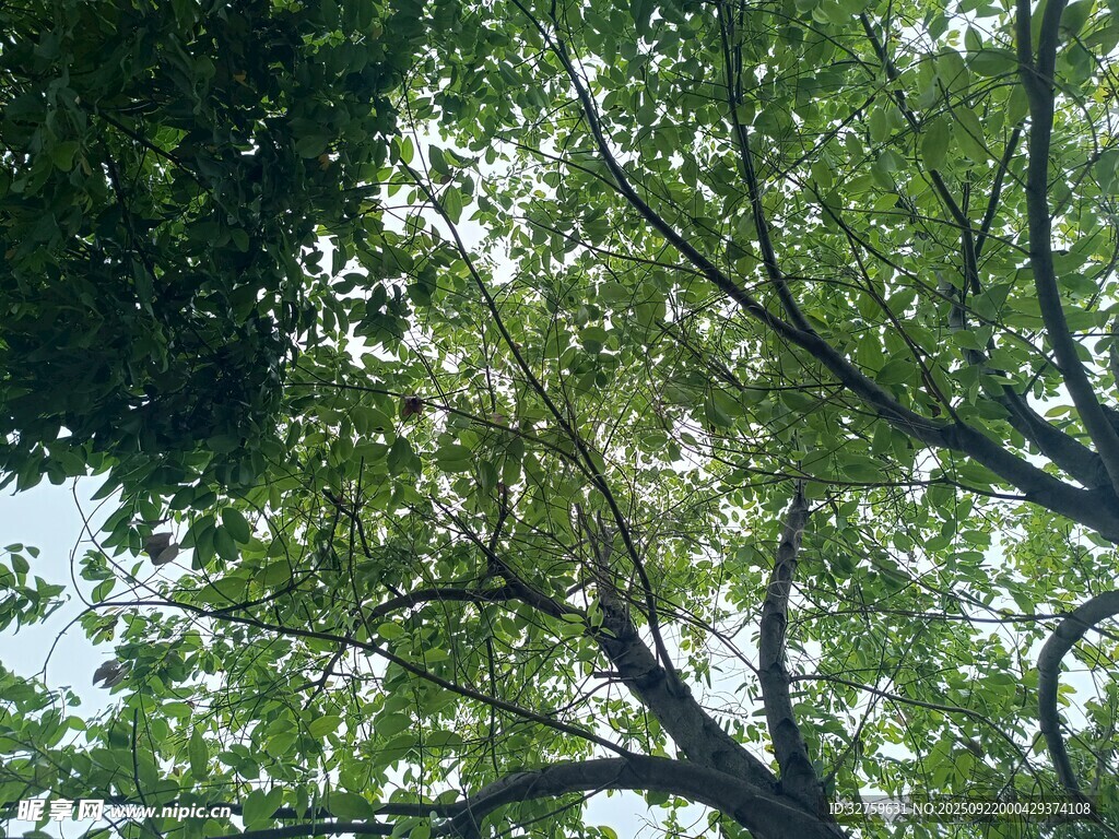 仰视繁茂绿树树冠