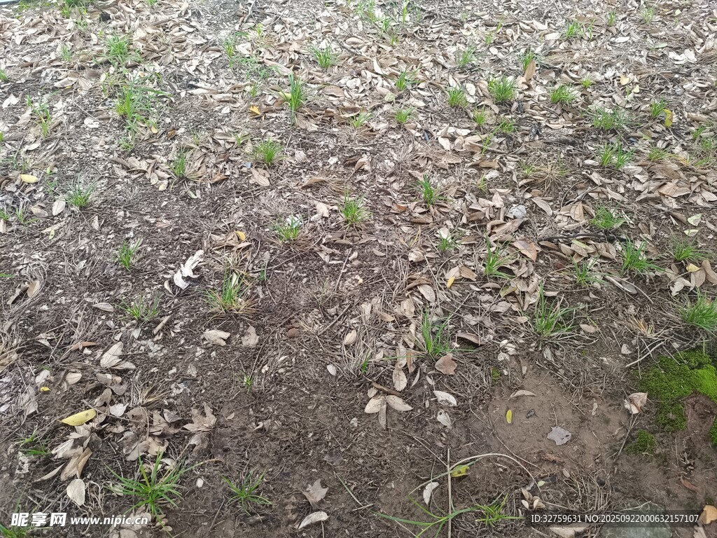 地面散落枯叶景象