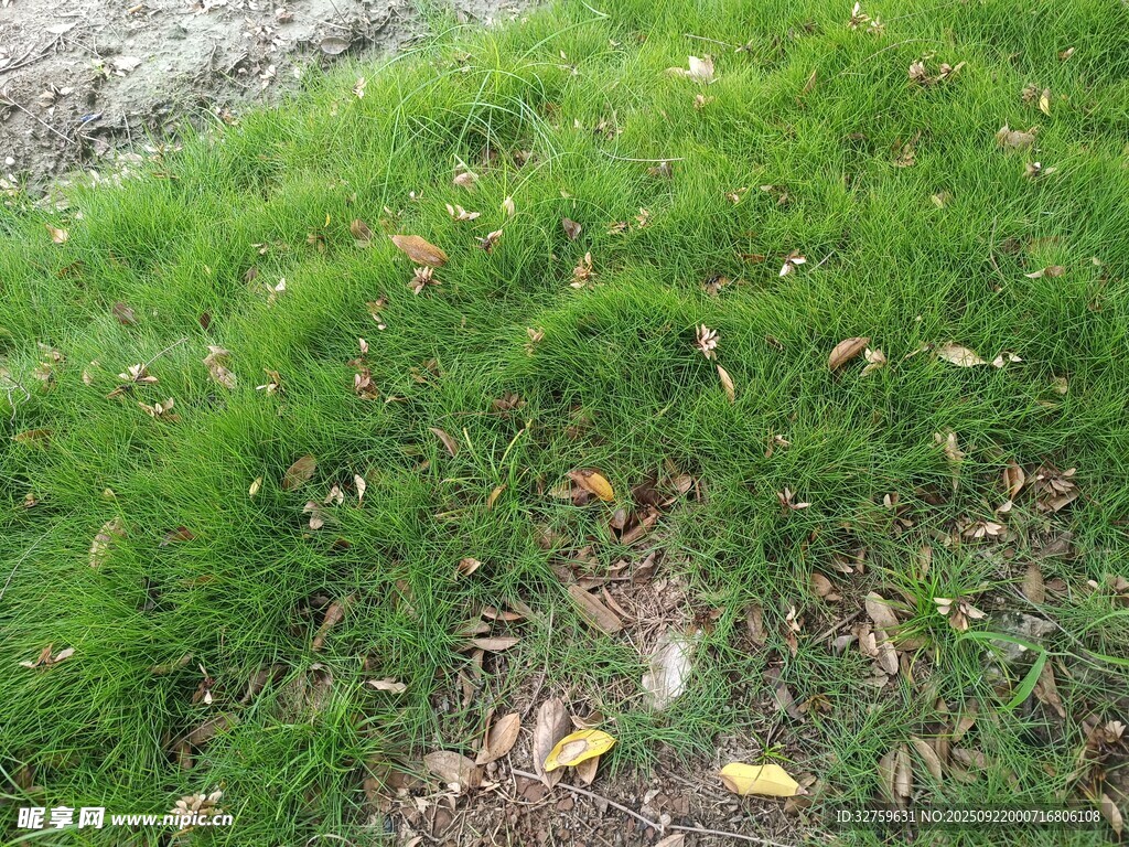 草地落叶景象