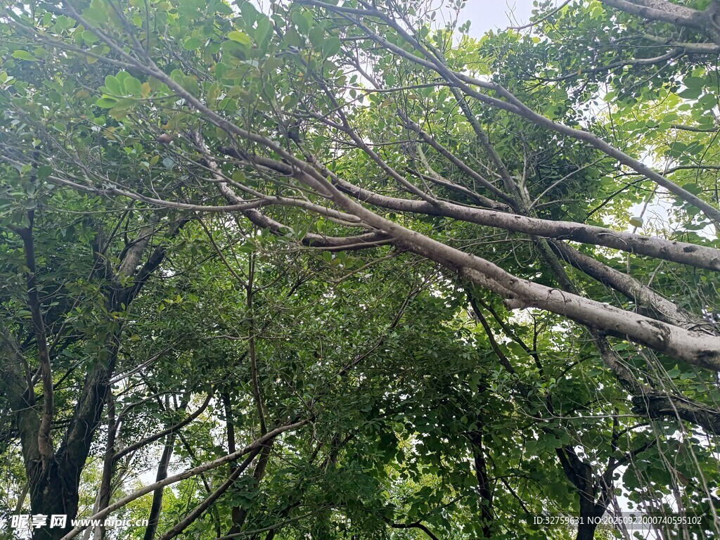 繁茂树林中的交错树枝