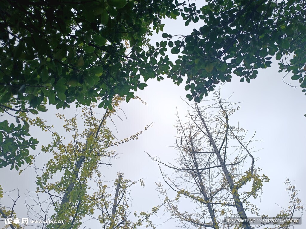 仰视树木与天空的景致