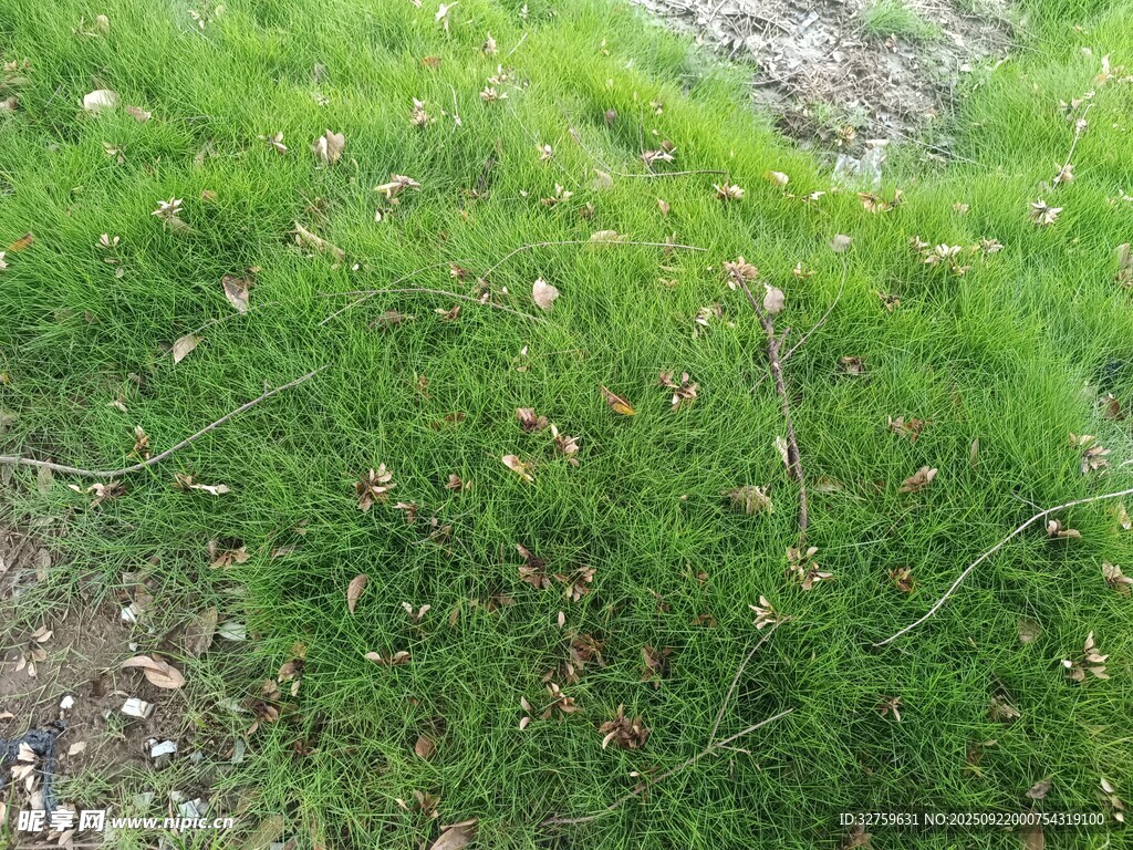 翠绿草地
