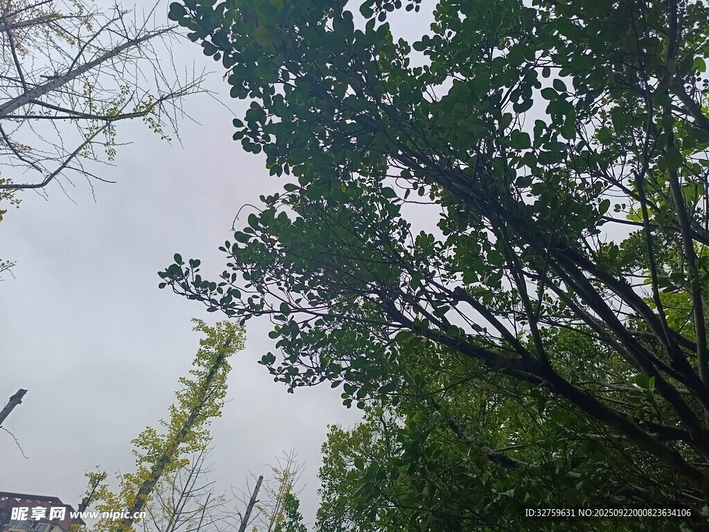 仰视葱郁树木枝叶景观