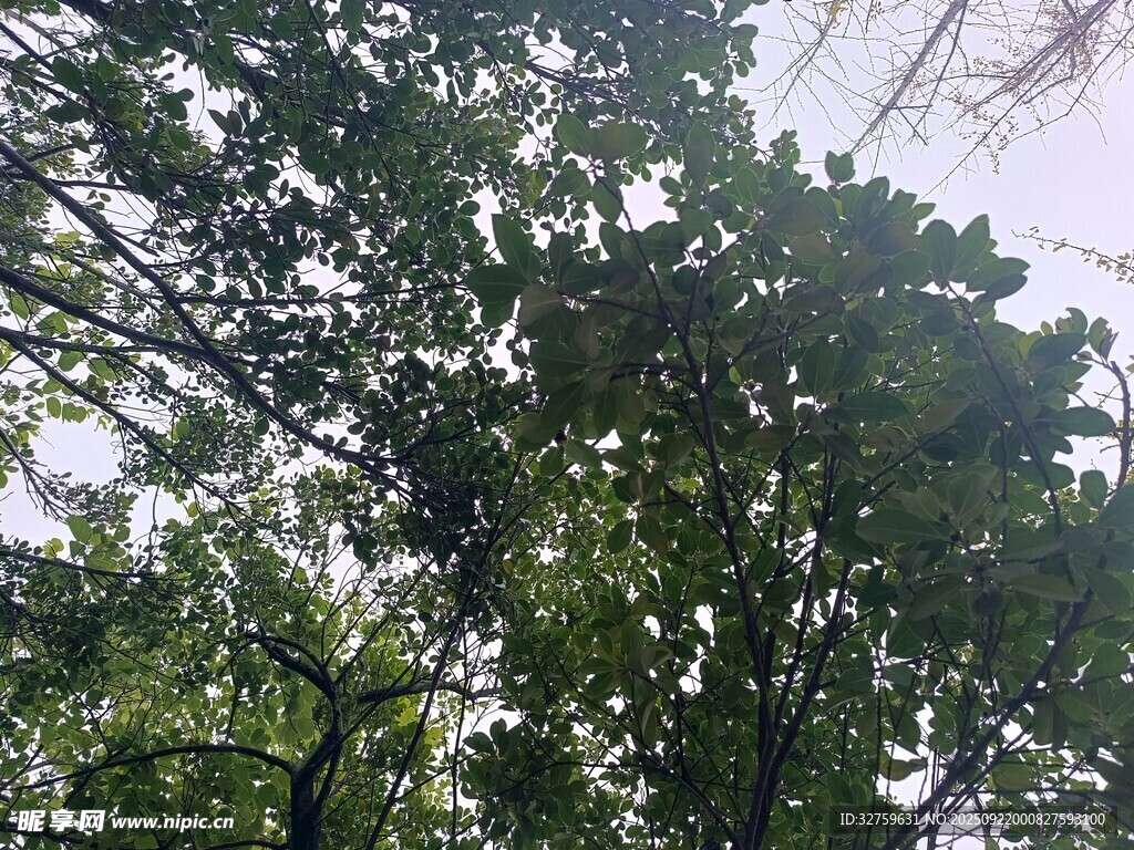 仰视茂密树冠