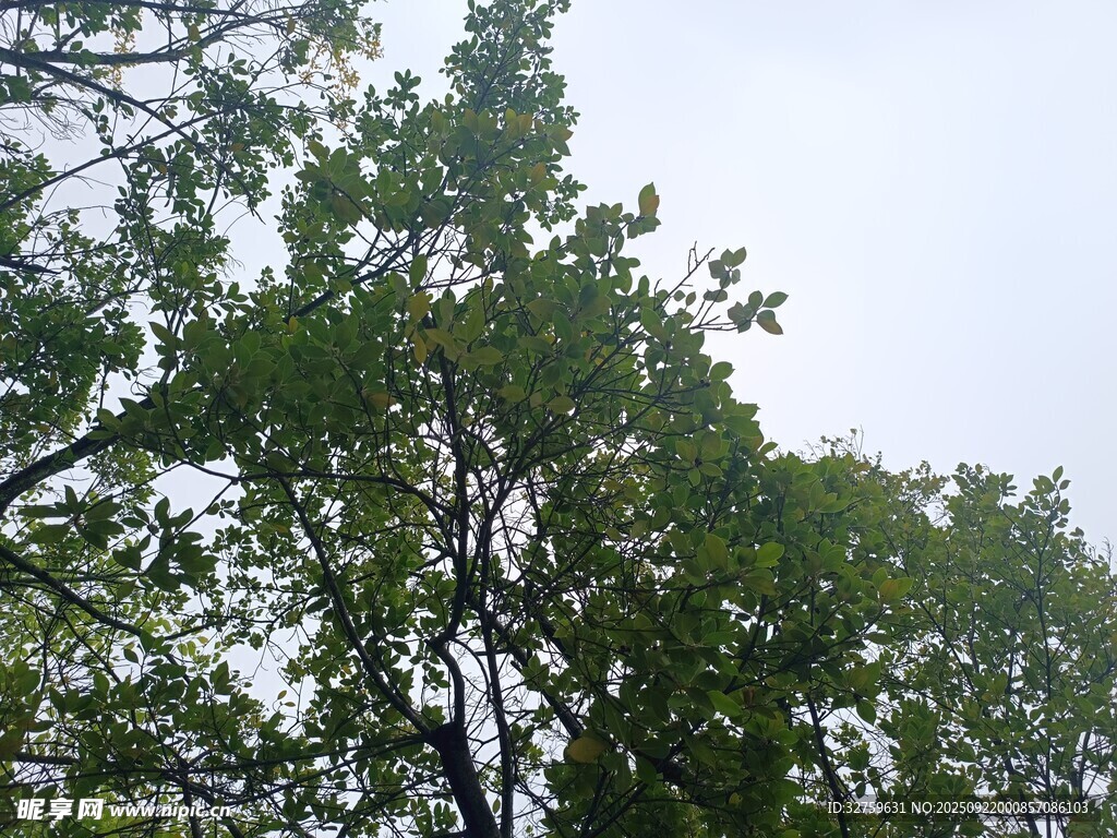繁茂绿树 