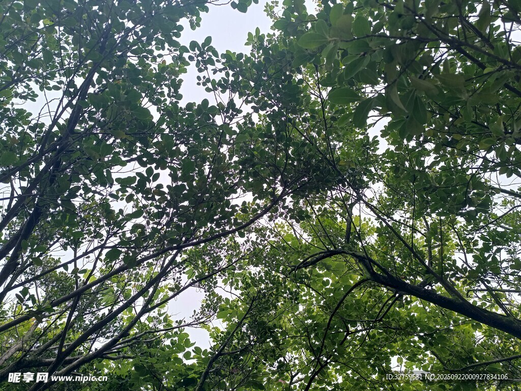 仰视茂密树林绿意盎然