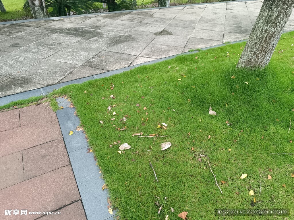雨后草地与落叶景象