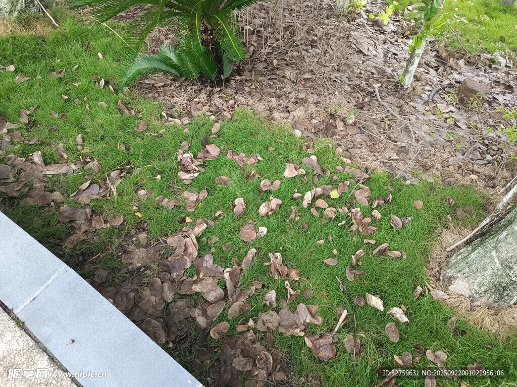 庭院草地落叶景象