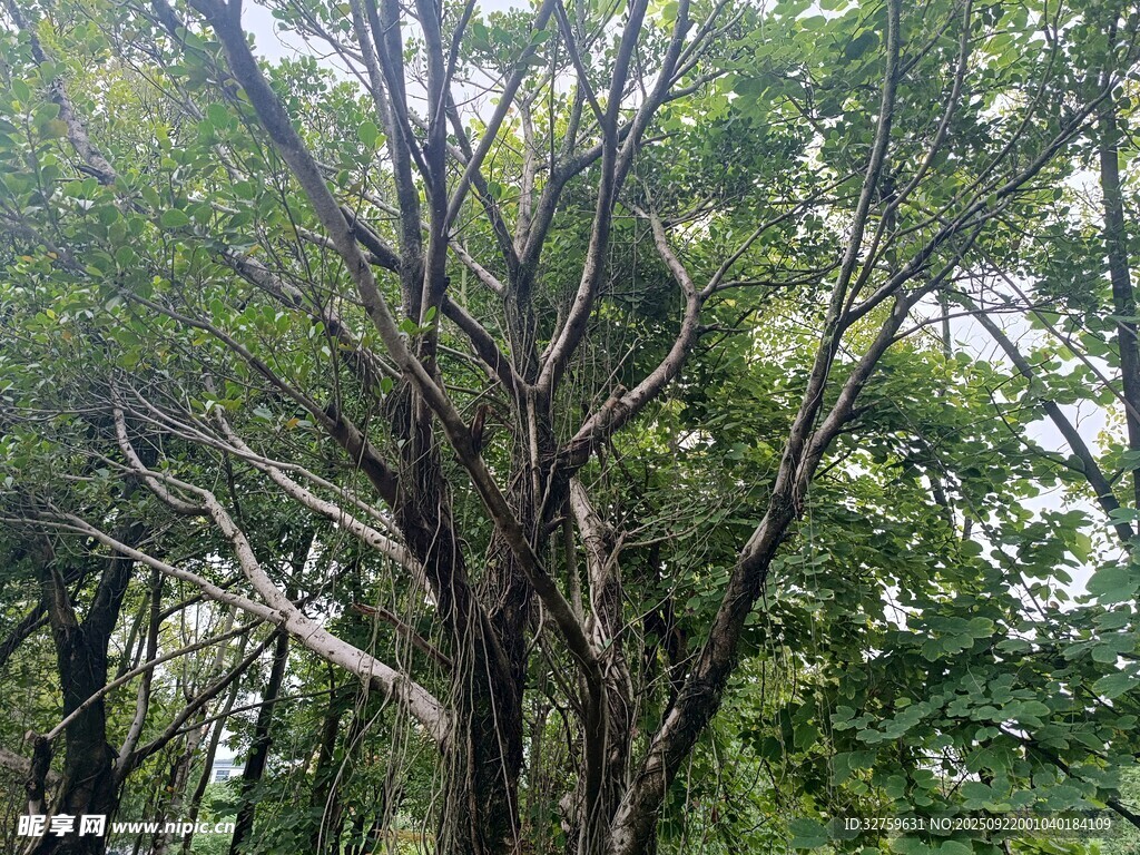 茂密树林中的繁茂树木