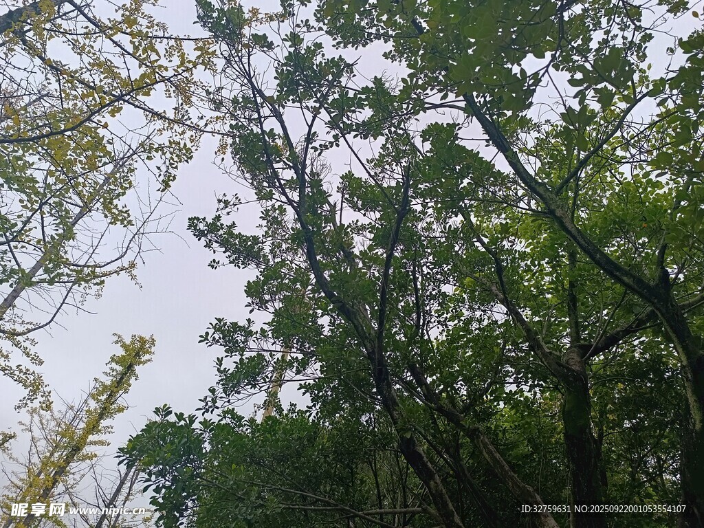 仰视茂密树林绿意盎然