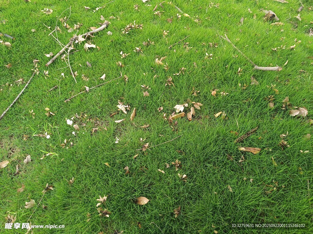 草地上的枯枝与落叶